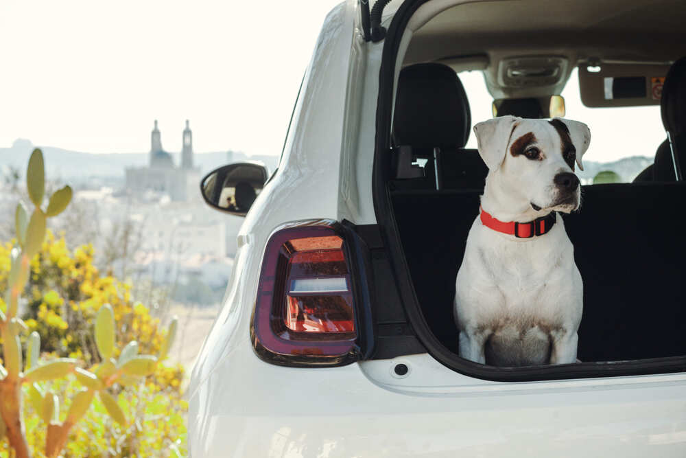 レンタカーに犬を乗せる際の注意点