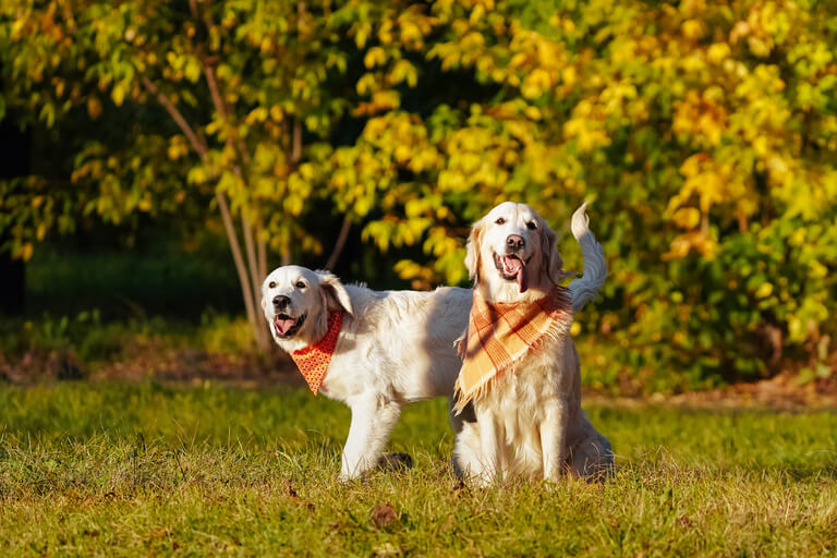 愛犬とキャンピングカー旅行を楽しむためのポイント