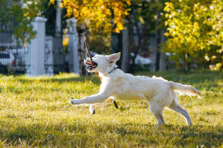 犬を連れてレンタルできるキャンピングカー