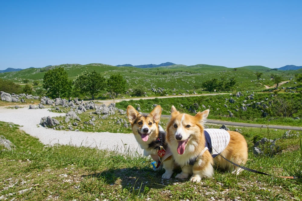 愛犬とキャンピングカーで旅行に行くなら持って行きたいグッズ