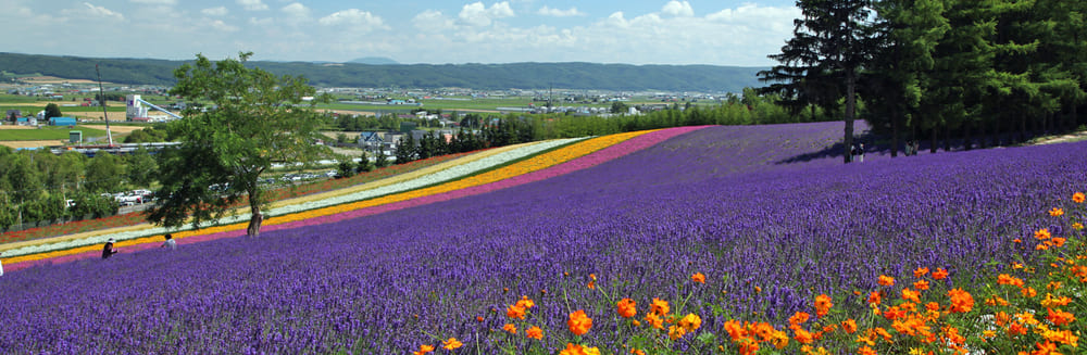 4.ファーム富田