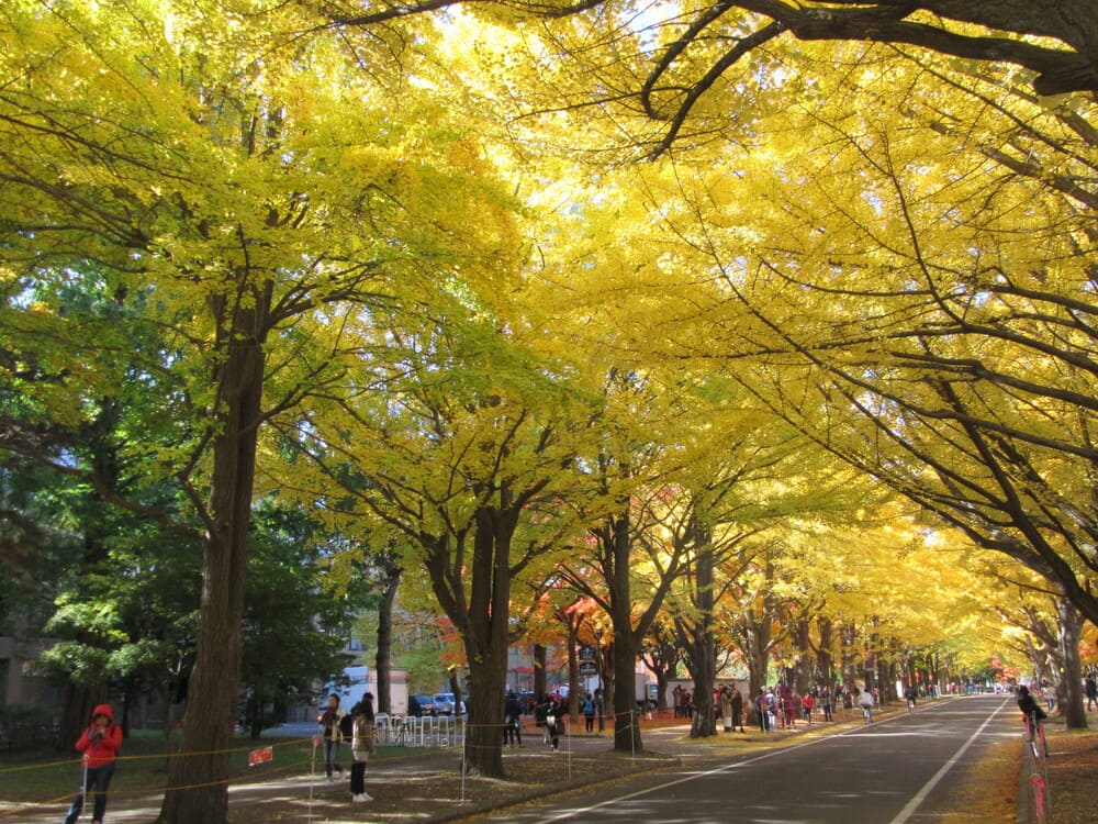 北海道大学のイチョウ並木