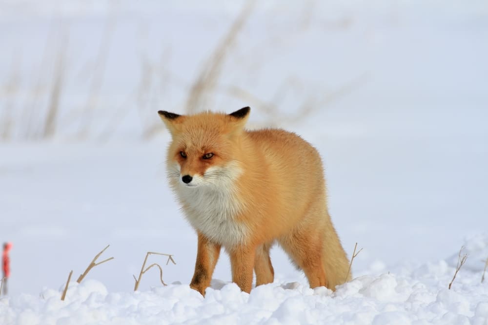 まとめ｜雪と光の絶景を巡る冬の北海道観光！おすすめスポットも紹介