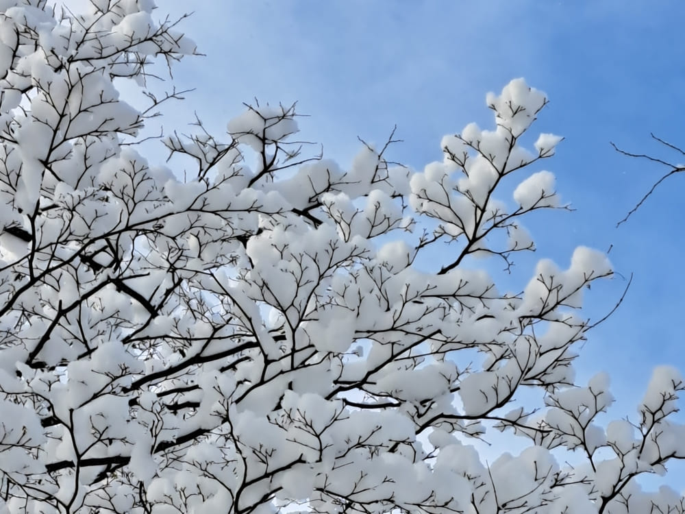 観光に行くなら知っておきたい北海道の冬の気候