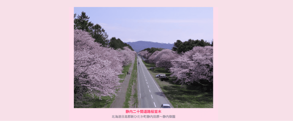 二十間道路桜並木