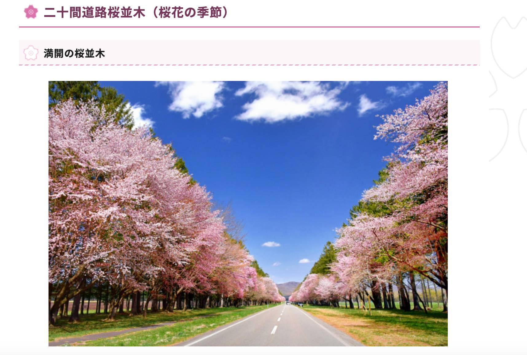 二十間道路桜並木