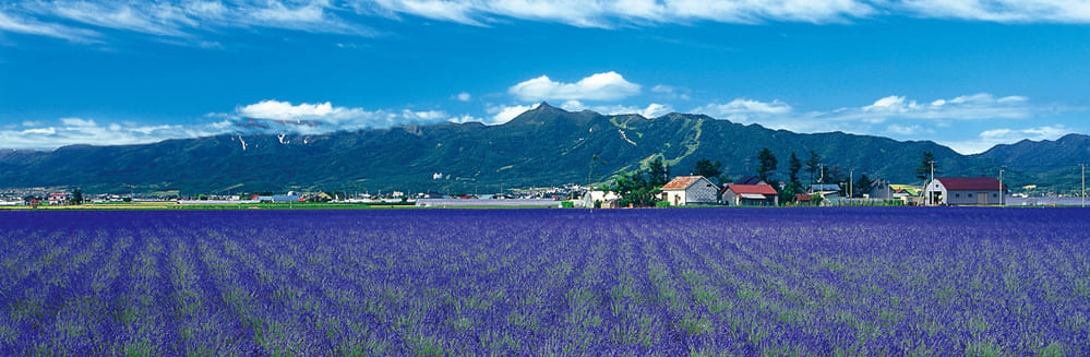 ファーム富田（中富良野町）